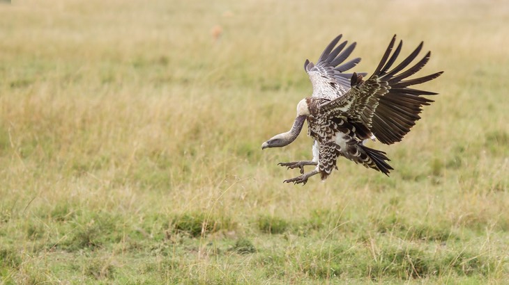 ruppell's vulture