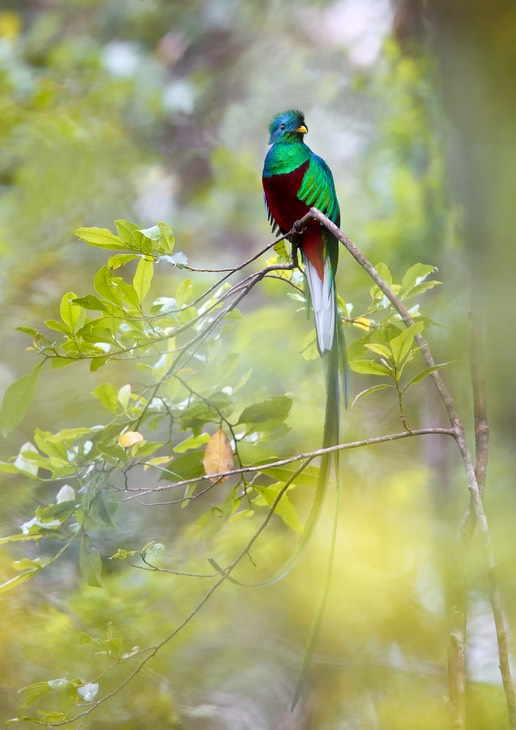 resplendent quetzal