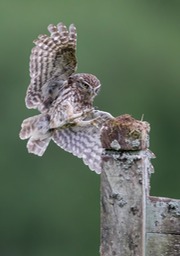 little owl