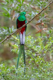 resplendent quetzal