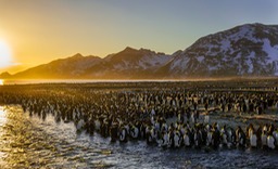 king penguin