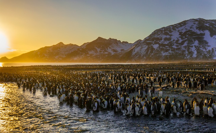 king penguin