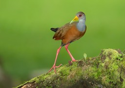 grey necked wood rail