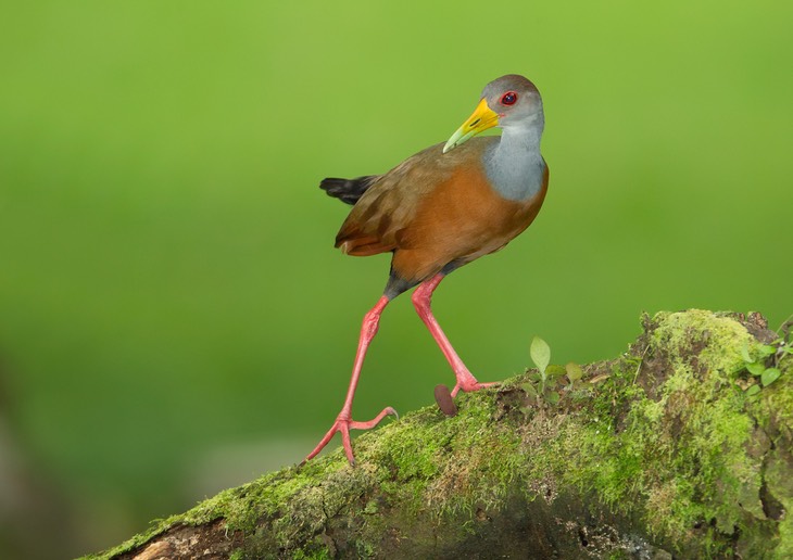 grey necked wood rail