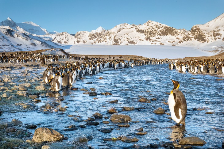 king penguin