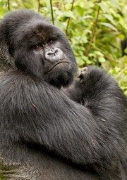 mountain gorilla