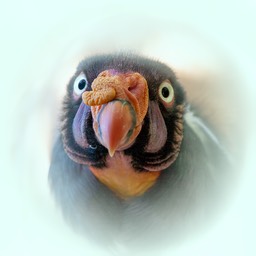 king vulture