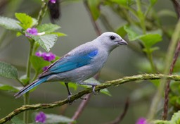 blue grey tanager