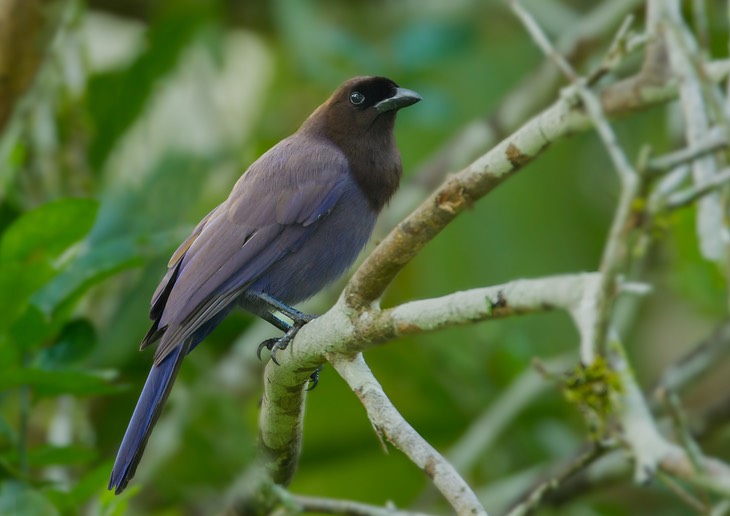 purplish jay