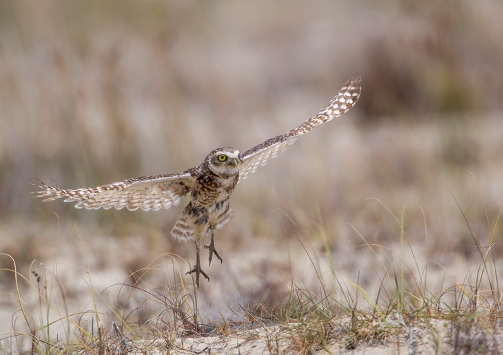 burrowing owl