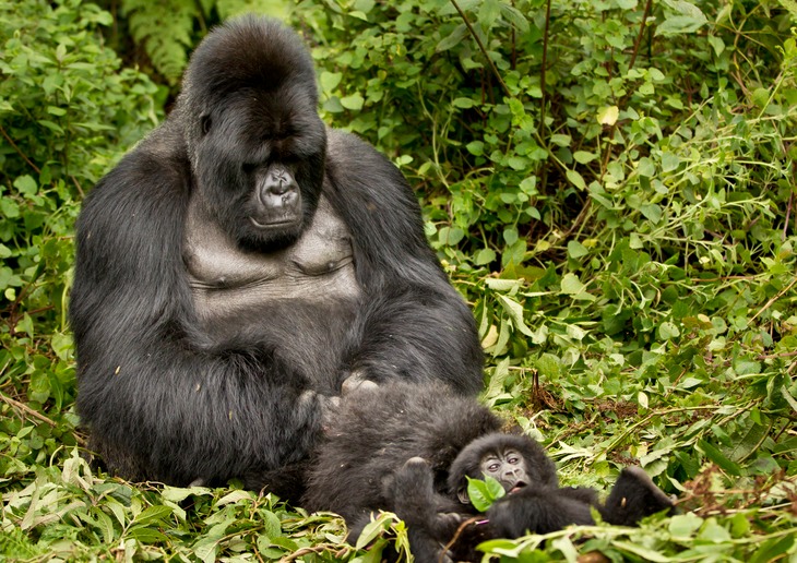 mountain gorilla