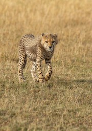 cheetah