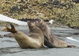 southern elephant seal