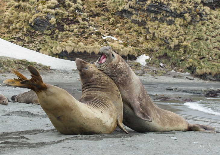 southern elephant seal