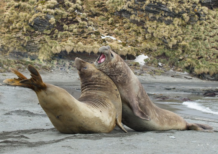 southern elephant seal