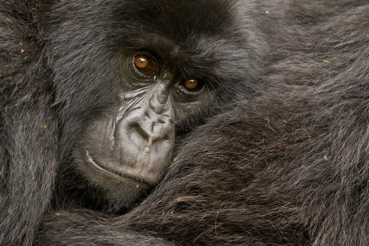 mountain gorilla