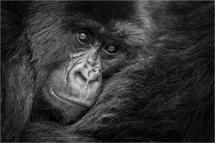 mountain gorilla