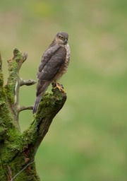 sparrowhawk juv