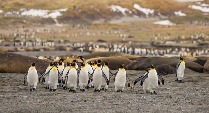 king penguin