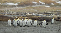 king penguin