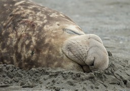 southern elephant seal