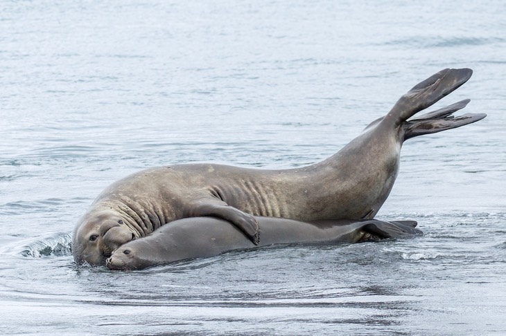 southern elephant seal