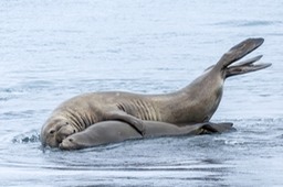 southern elephant seal