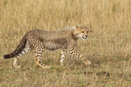 cheetah