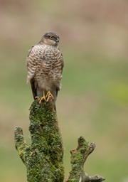 sparrowhawk juv