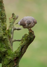 sparrowhawk juv