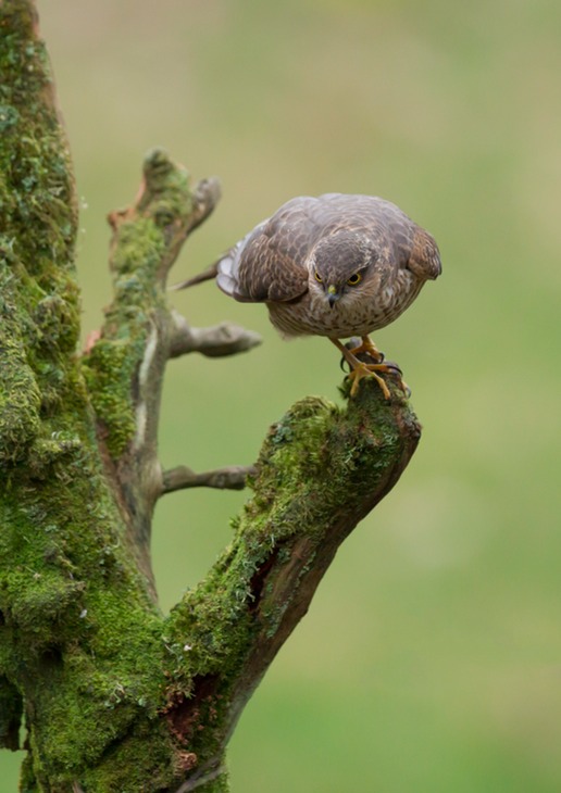 sparrowhawk juv