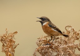 stonechat