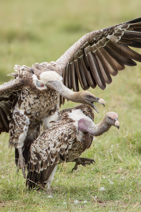 ruppell's vulture