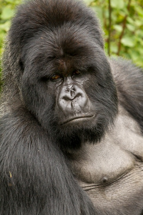 mountain gorilla