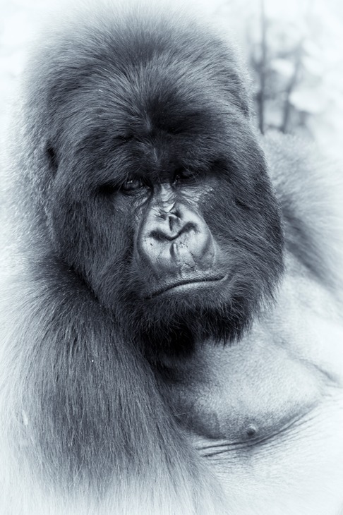 mountain gorilla