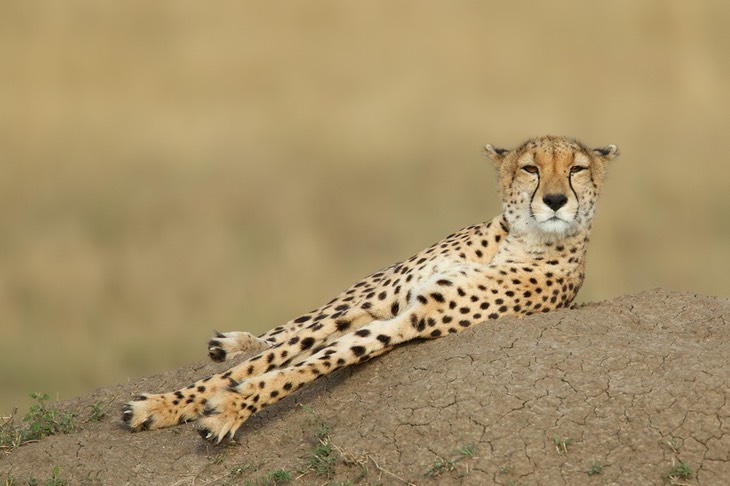 cheetah