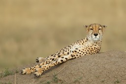 cheetah