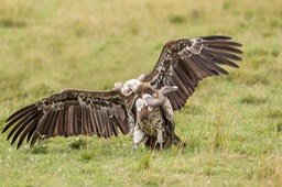 ruppell's vulture