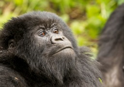 mountain gorilla