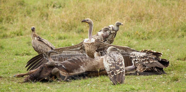 ruppell's vulture