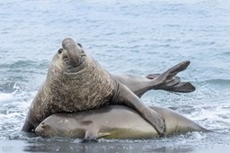 southern elephant seal