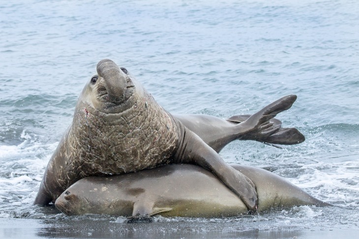 southern elephant seal