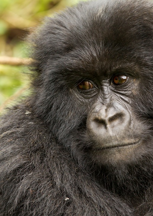 mountain gorilla