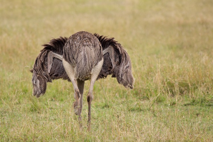 ostrich