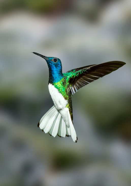 white necked jacobin