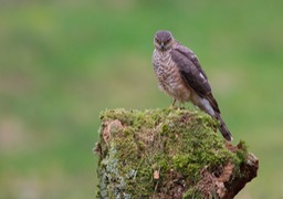 sparrowhawk juv