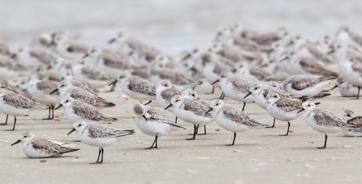 sanderling