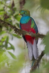 resplendent quetzal