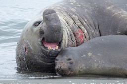 southern elephant seal