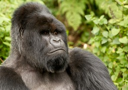 mountain gorilla